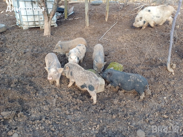 Разменям виетнамски прасета за други животни или зърно, снимка 11 - Прасета - 52406042