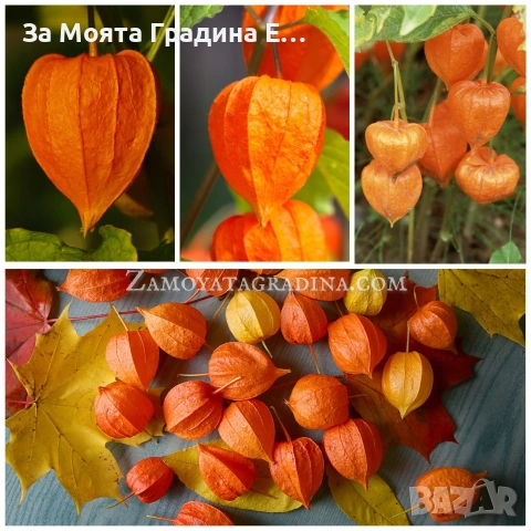 Физалис , снимка 4 - Градински цветя и растения - 53634737