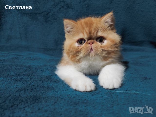  екзотични късокосмести котета ❤️, снимка 1 - Персийска - 44859852
