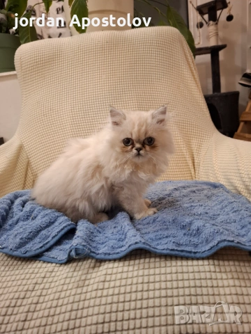 Персийски котенца, снимка 9 - Персийска - 53263117