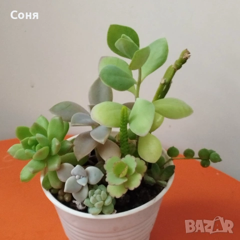 Сукуленти микс, вкоренени, снимка 9 - Стайни растения - 54008965