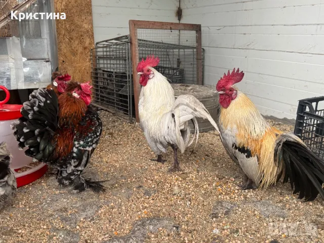 Петлета джинки, снимка 2 - Кокошки и пуйки - 49712699