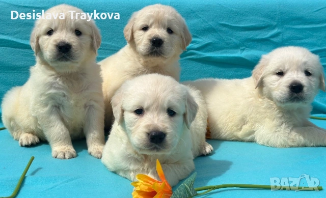 Кученца Голдън ретривър 