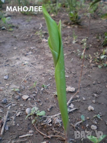 ☘️🌺🪴МОМИНА СЪЛЗА🪻💖🪷, снимка 2 - Градински цветя и растения - 54075767