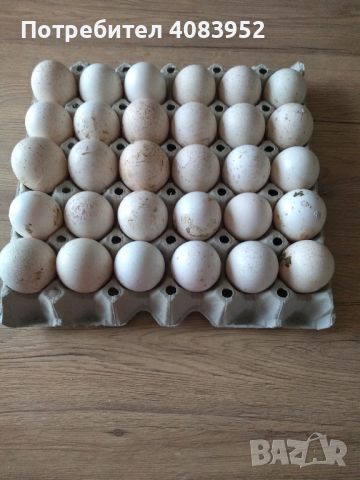 Пуешки яйца , снимка 1 - Кокошки и пуйки - 45535811