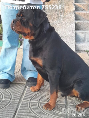 Ротвайлер разплод , снимка 5 - Ротвайлер - 54295206