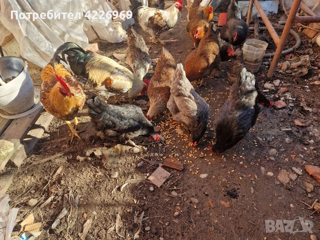 Мисирки пуйки и кокошки, снимка 5 - Кокошки и пуйки - 53257165