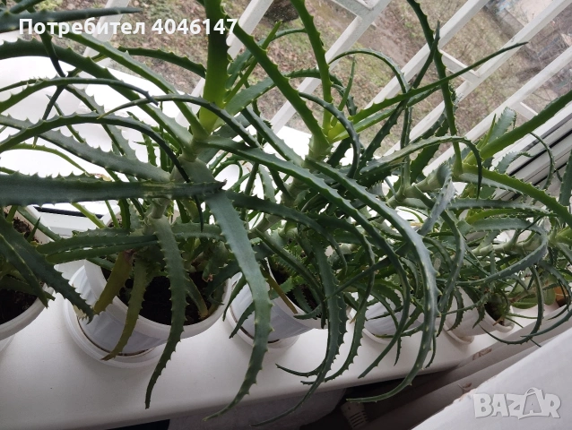 Алое (дьрвовидно) , снимка 4 - Стайни растения - 53558797