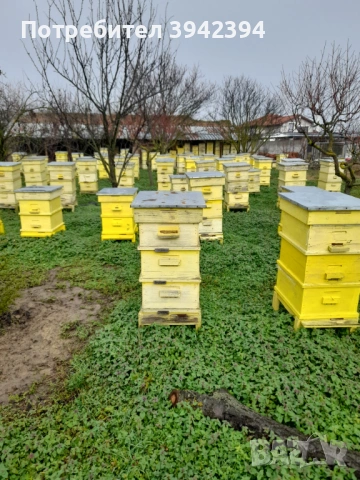 Пчелни кошери с  пчелите, рамки с пило.