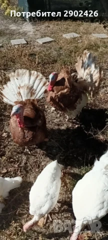 Продавам пуйки и пуяци, снимка 2 - Кокошки и пуйки - 50515456