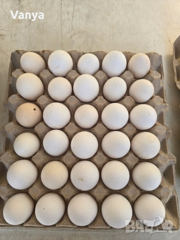 домашни яйца , снимка 2 - Домашни продукти - 54004951
