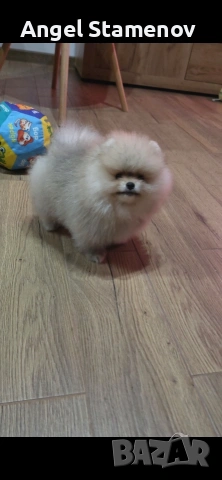 Померан,мини момиченца с родословие!, снимка 2 - Померан - 53208764