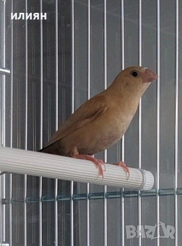 Среброклюни амадини, снимка 2 - Амадини - 52679414