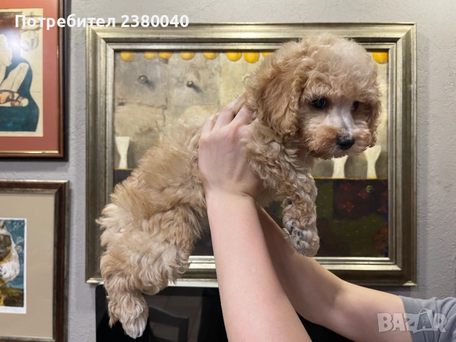 Мини пудели, женски