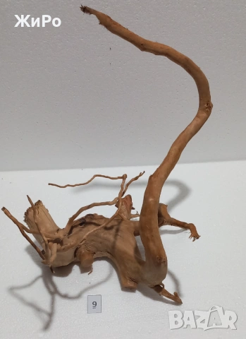 Корен от Азалия /декорация/ 9, снимка 4 - Други - 48577954