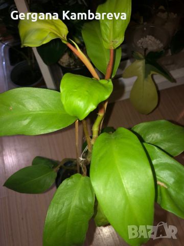 Philodendron Malay Gold , снимка 2 - Стайни растения - 45269676