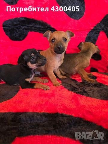 мини чиху пинчери, снимка 3 - Пинчер - 53673362