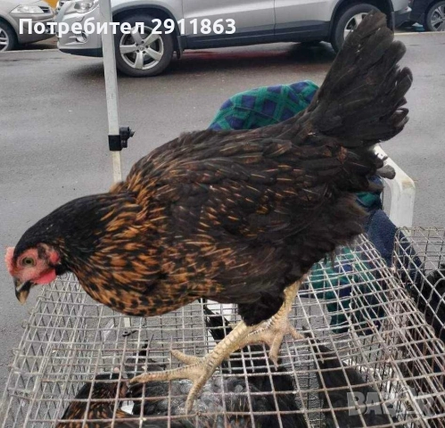 Ярки Супер Харко на четири месеца 