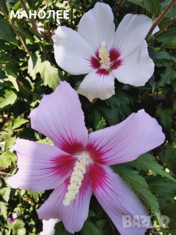 Дървовидна ружа