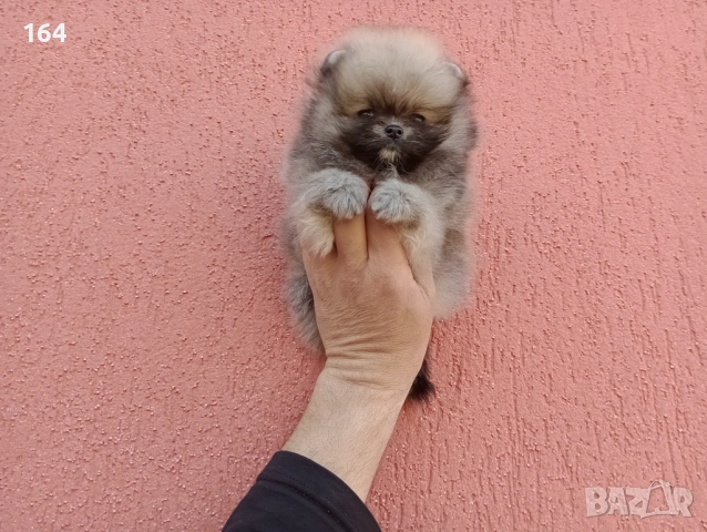 Миниатюрен Померан. Реални снимки от 17.03.26 г. Миниатюрен !!!