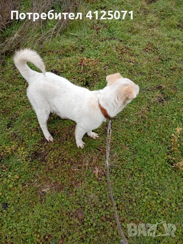 Подарявам бяло кученце, снимка 4 - Други - 53542153