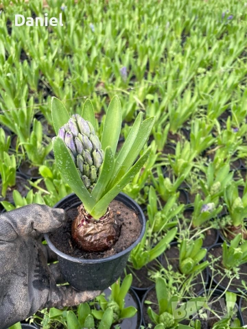 Зюмбюл, снимка 7 - Градински цветя и растения - 53383881