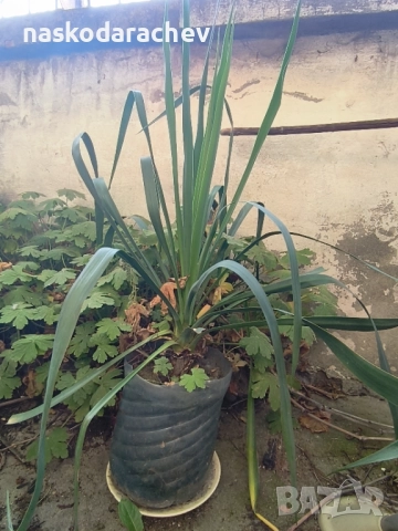 Юка - студоустойчиви големи растения в саксия , снимка 13 - Градински цветя и растения - 51692388