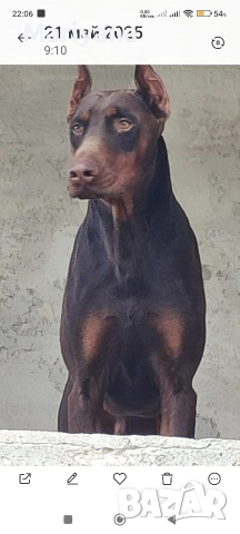 Продавам родословни добермани , снимка 2 - Доберман - 52585726