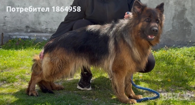 ЖЕНСКА НЕМСКА ОВЧАРКА , снимка 3 - Немска овчарка - 54133979