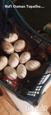 продавам гъши яйца, снимка 2 - За птици - 53822118