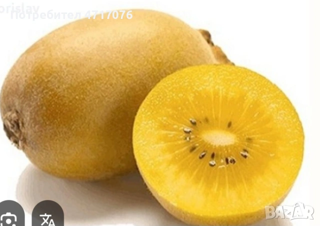 киви в контейнер , снимка 5 - Разсади - 53201281