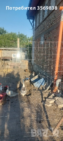 патици и Гъски, снимка 5 - Патици и гъски - 52107775
