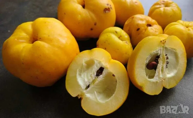 Планински лимон фиданки Chaenomeles, снимка 4 - Градински цветя и растения - 53759673