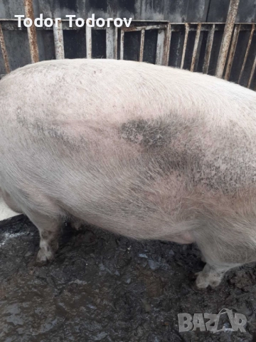 Домашни прасета, снимка 2 - Прасета - 52720171