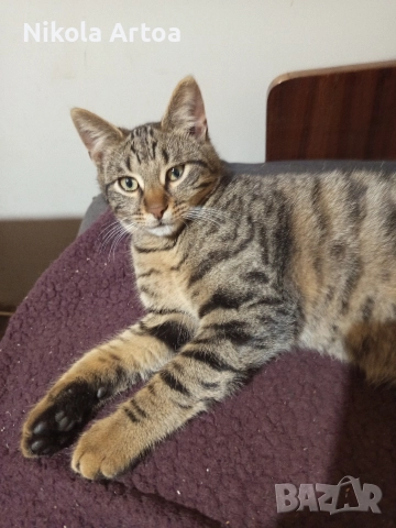 подарявам малки котета, снимка 7 - Други - 51297445