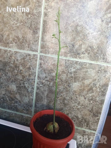 Стайна теменужка и авокадо, снимка 3 - Стайни растения - 53836747