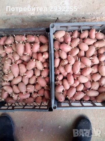 Червени картофи за семе рътени , снимка 2 - Сортови семена и луковици - 53755994