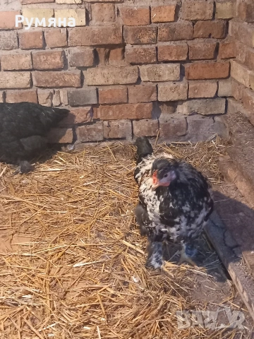 Продавам пилета , снимка 4 - Кокошки и пуйки - 53643589