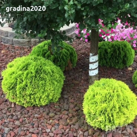Туя Даника Голд – Thuja occidentalis Danica Gold, снимка 4 - Разсади - 52714286