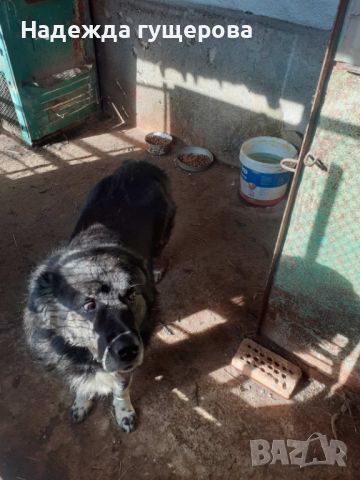 Каракачанско куче, снимка 4 - Каракачанска овчарка - 45283371