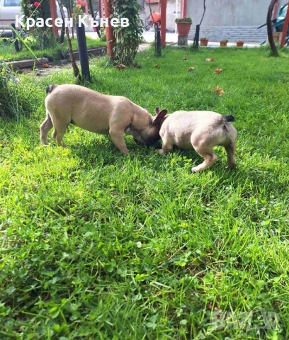 Френски булдог - пясъчни , снимка 3 - Френски булдог - 52114758