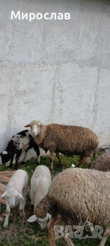 Продавам овца с агне, снимка 5 - Овце - 53862709