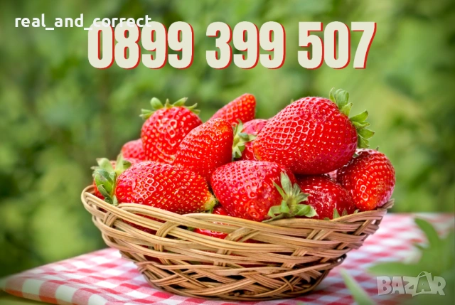 НЕВЕРОЯТЕН СВЕЖ РАЗСАД Ягоди и Малини от Произведител