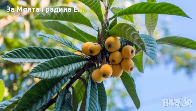 Японска Мушмула , снимка 3 - Градински цветя и растения - 53620954