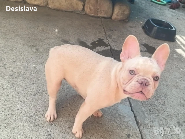 Френски булдози 