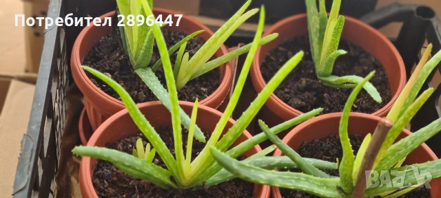 Лековито алое