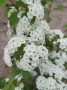 Спирея Майски сняг, Spiraea Vanhouttei, студоустойчива, снимка 8