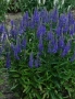 Вероника, Veronica spicata anniversary blue, снимка 3