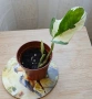 Мини растения - епипремнуми, дяволски бръшлян,монстера, снимка 3