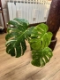 Monstera Thai constellation , снимка 1